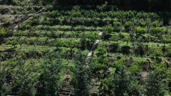 翼牛网 保康：桃缘山庄硕果香 采摘游玩乐融融