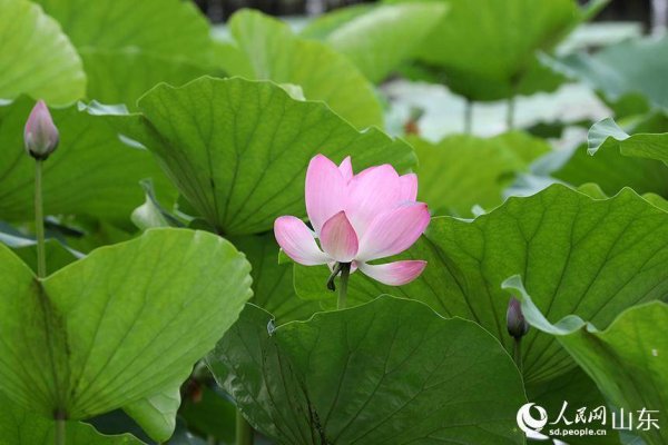 贝贝查 山东济南：大明湖畔荷韵飘香
